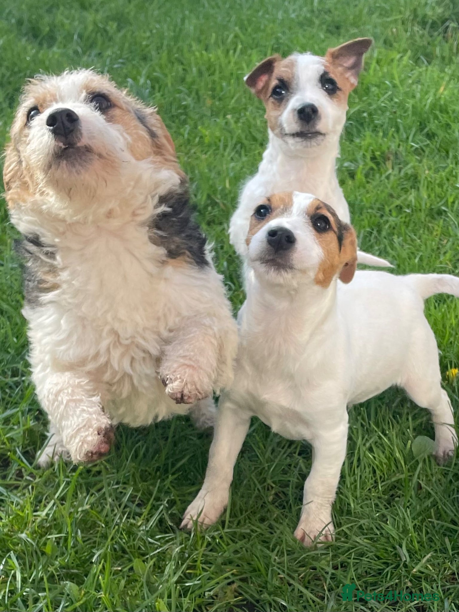 Jack Russell dogs Pure Bred Jack Russell Puppies - Advert 1