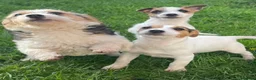 Jack Russell dogs for sale: Pure Bred Jack Russell Puppies - Advert 1