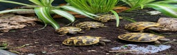 Tortoise reptiles for sale: Hermanns Tortoise Hatchling - Testudo Hermanni - Advert 5
