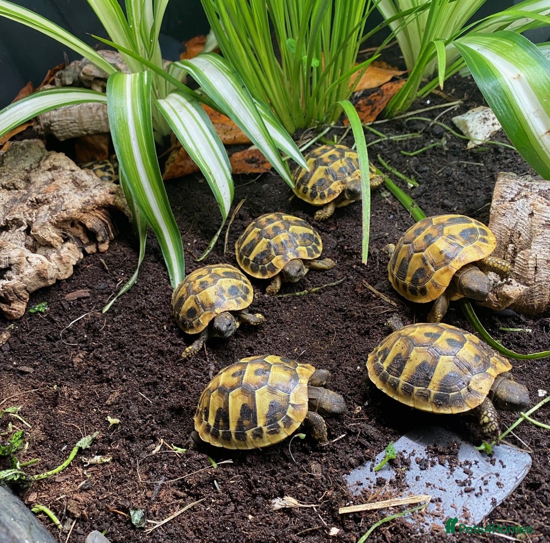 Tortoise reptiles for sale: Hermanns Tortoise Hatchling - Testudo Hermanni - Advert 5