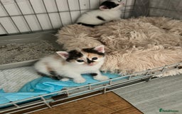 British Shorthair cats for sale: Four beautiful kittens - Image 6