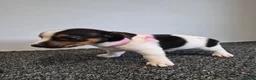 Jack Russell dogs for sale: Pure Jack russell puppies  in York - Advert 9