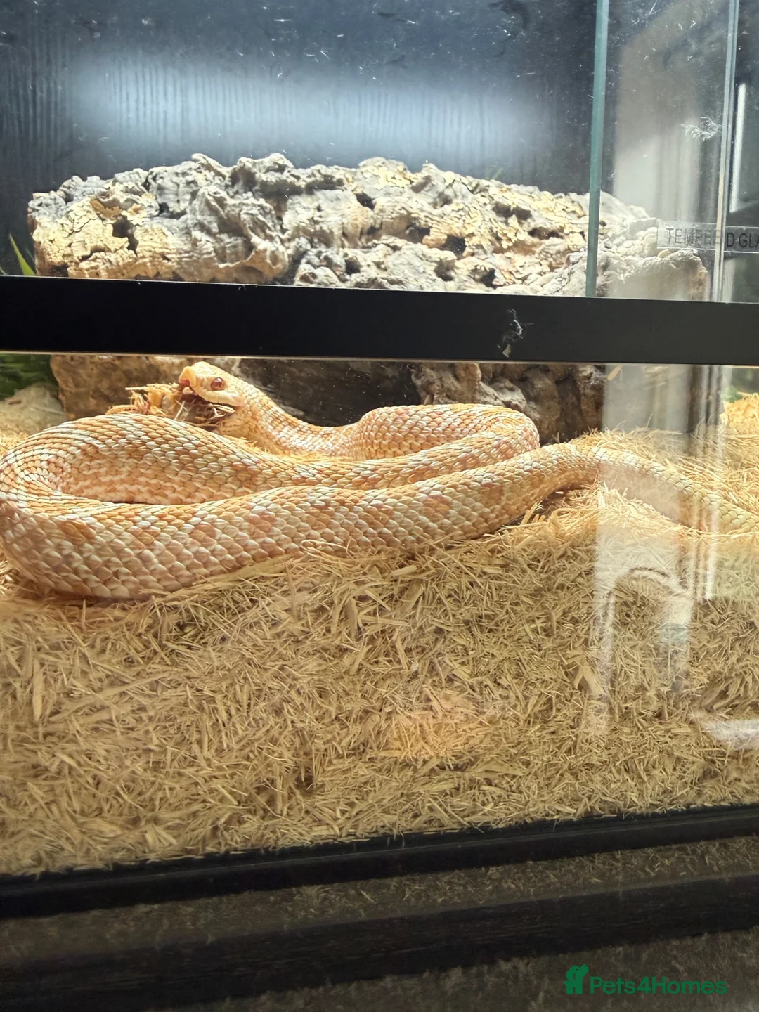 Snake reptiles for sale: Hognose with full prorep vivarium setup - Advert 7