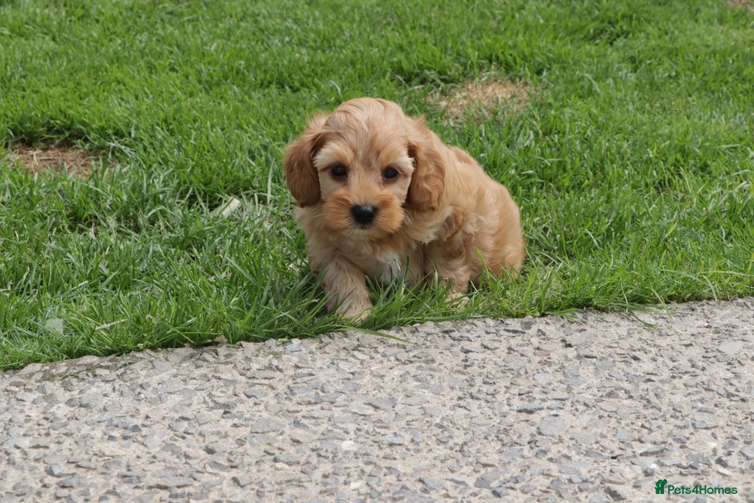 Cockapoo dogs for sale: Beautiful Cockapoo puppies for sale - Image 26
