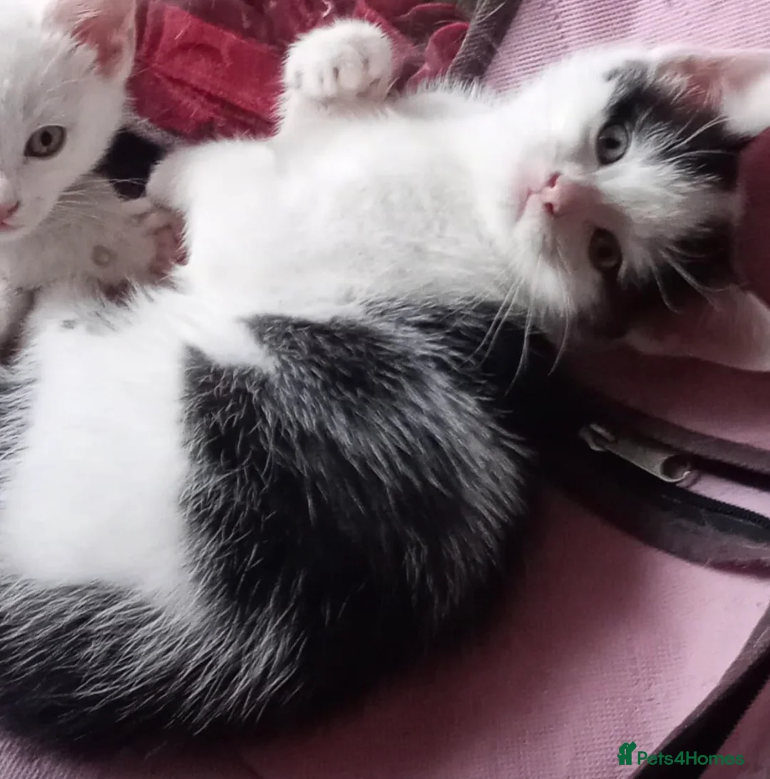 Mixed Breed cats for sale: Male kitten black and white in London - Advert 2