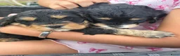 Cockapoo dogs for sale: 6 Beautiful Cockerpoos Puppies  - Advert 6