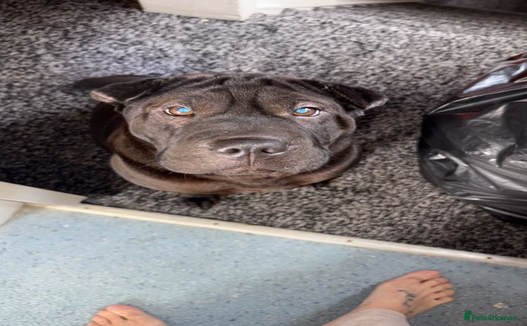 Shar Pei dogs - Advert 1
