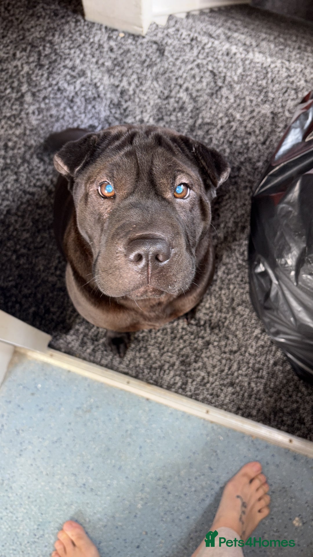 Shar Pei dogs for sale: Sharpei for sale 3 years old  - Image 1