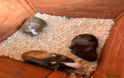 Guinea Pig rodents for sale: Trio Male Guineapigs- Brothers  - Image 6