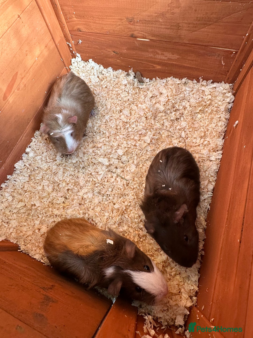 Guinea Pig rodents for sale: Trio Male Guineapigs- Brothers  - Image 6