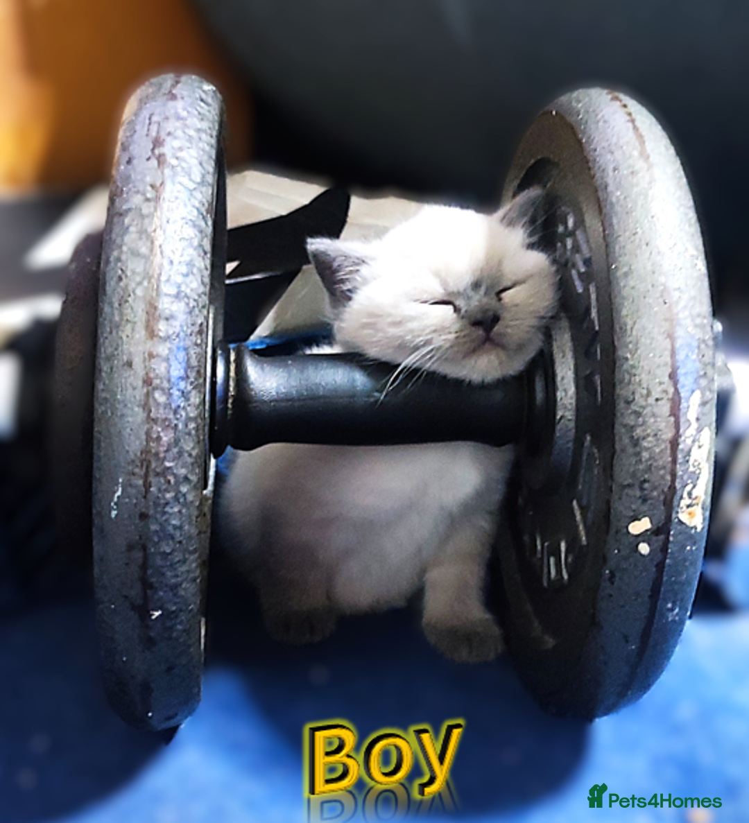 British Shorthair cats for sale: BSH Kittens Ready For New Homes Now - Image 13