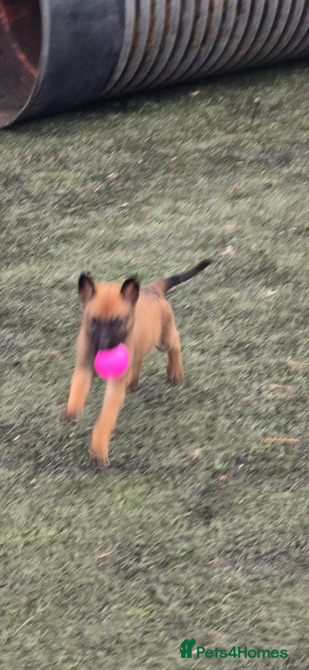 Belgian Shepherd Dog dogs for sale: Pups from world V. Champion CHANCE  - Advert 13