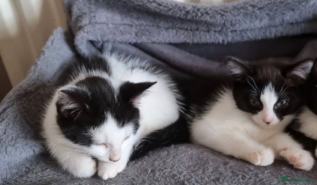 Domestic Shorthair cats for sale: Two tuxedo kittens  - Image 4