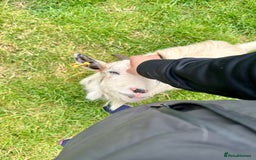 Goats livestock for sale: 2 MALE PYGMY GOATS FREE TO GOOD HOME - Image 1