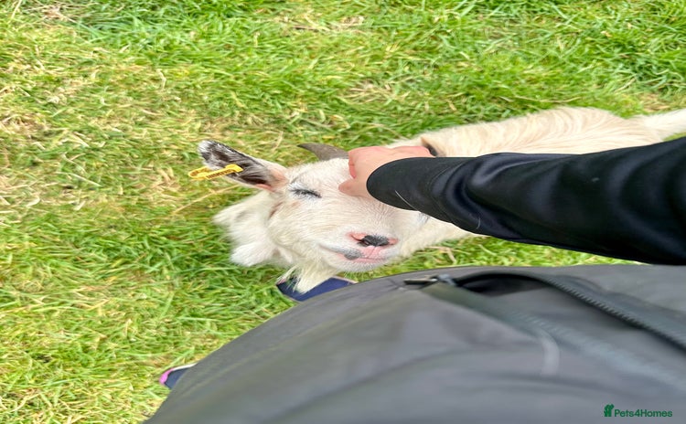Goats livestock - Advert 1