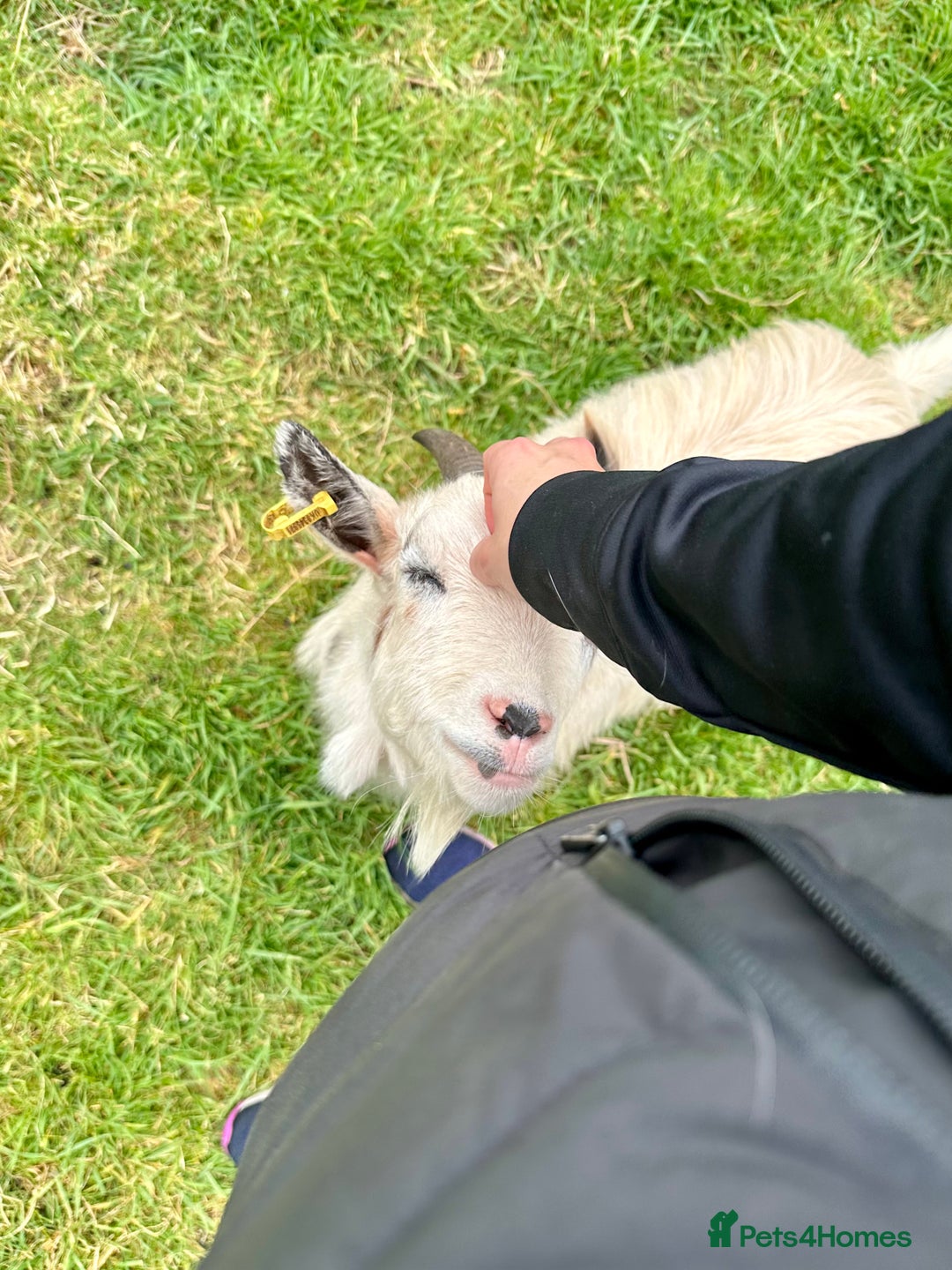 Goats livestock for sale: 2 MALE PYGMY GOATS FREE TO GOOD HOME - Image 1