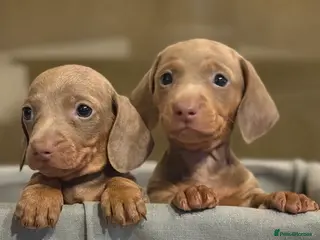 Miniature Dachshund dogs Kc reg miniature dachshunds boys and girls - Advert 17