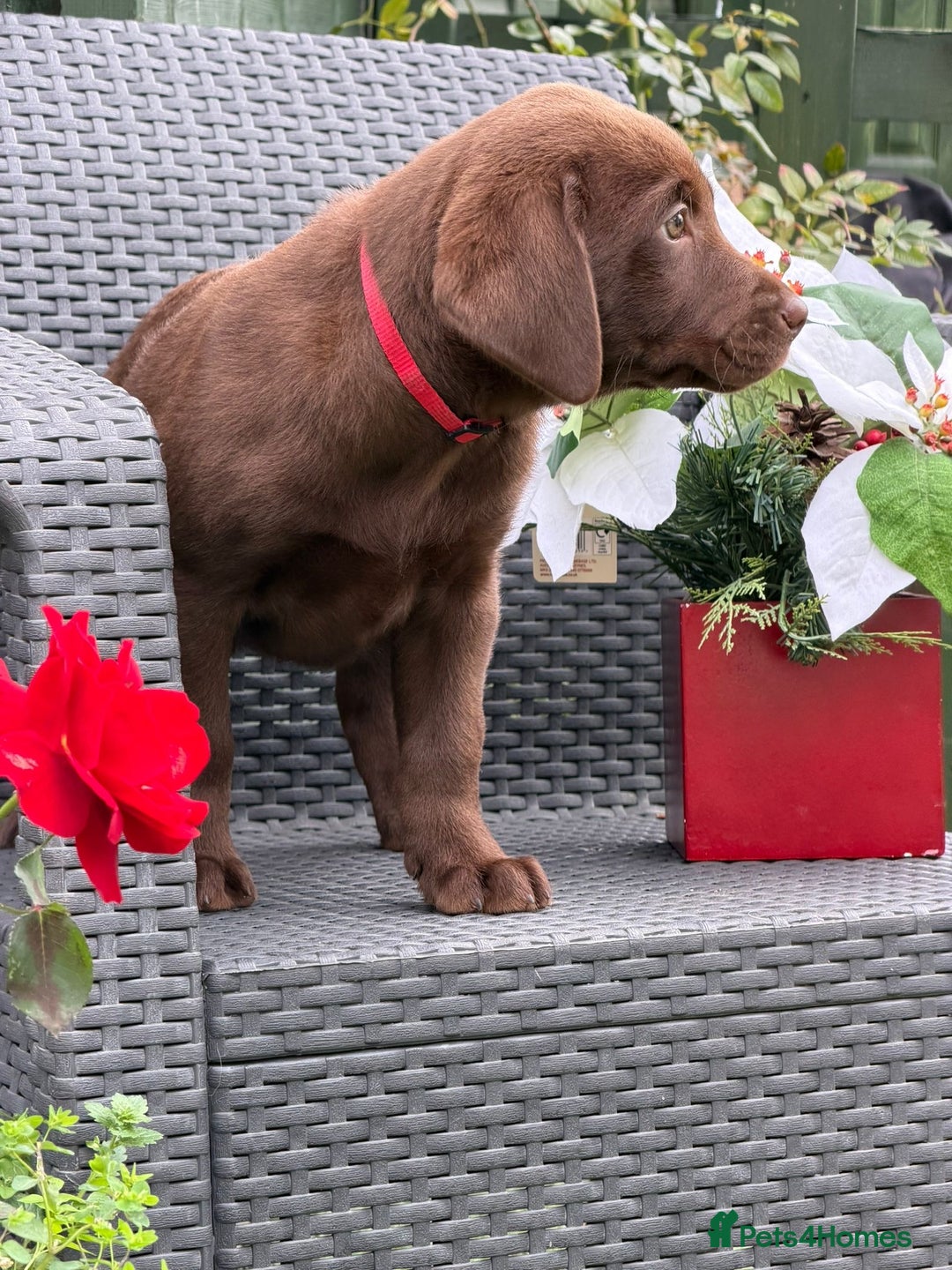 Labrador Retriever dogs for sale: KC CHOCOLATE PEDIGREE LABRADOR GIRL - Advert 18