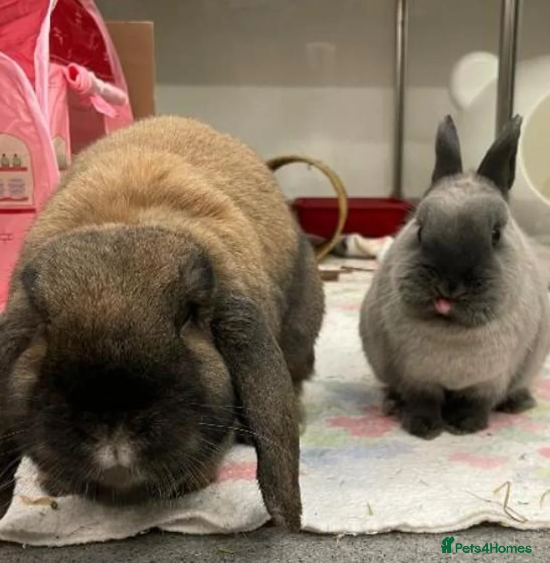 Mixed Breed rabbits for sale: Bonded rescue pair  - Advert 1