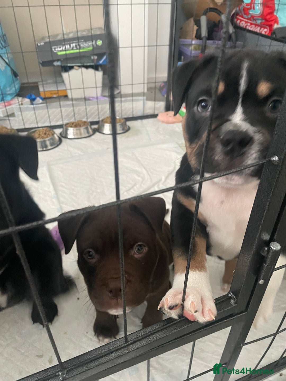 Mixed Breed dogs for sale: Pocket bully cross chow chow trio coloured boy! - Advert 6