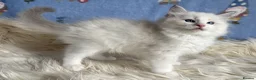 Ragdoll cats for sale: 🐾 Beautiful Ragdoll Kittens for Sale 🐾 - Advert 14