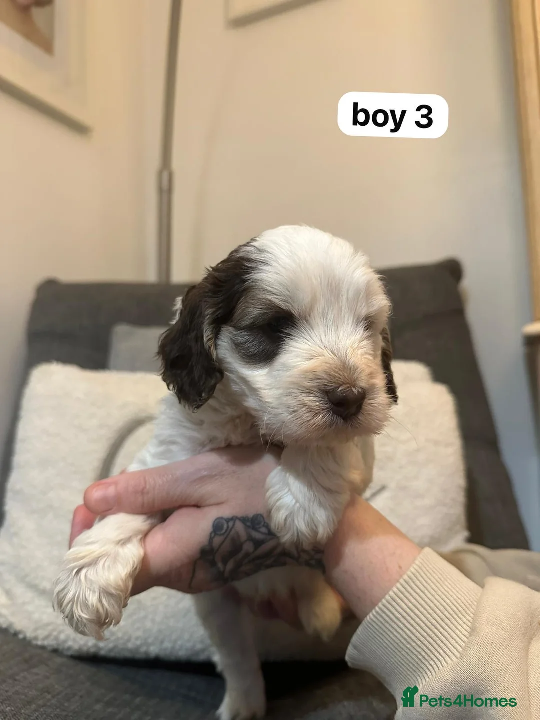Cockapoo dogs for sale: F1 cockapoos  - Advert 6