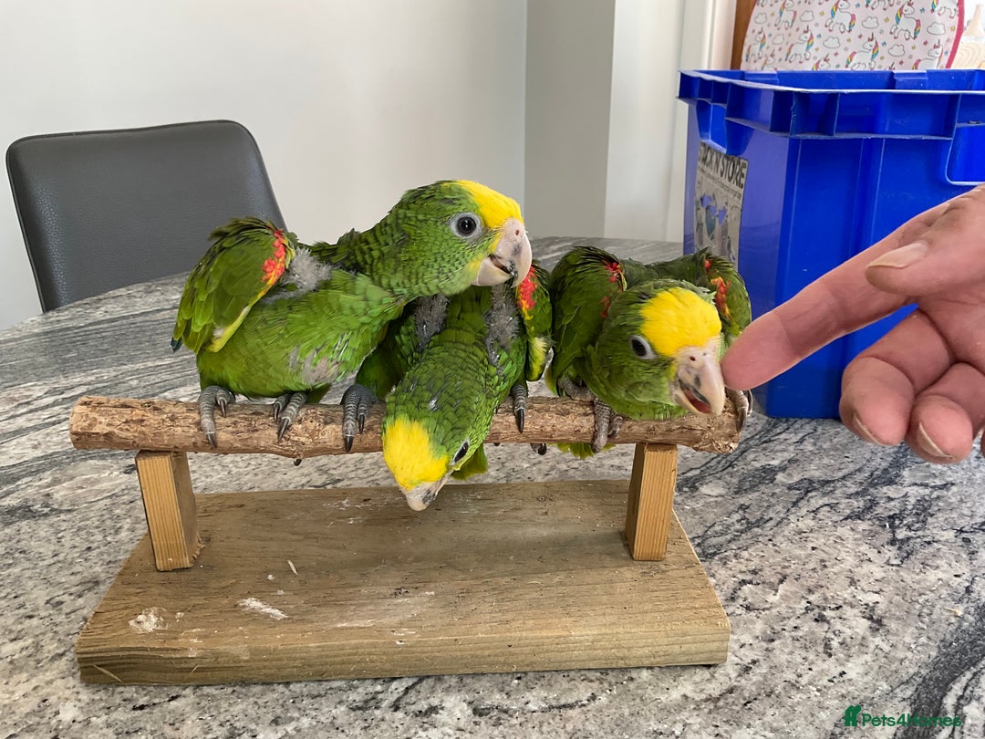 Parrots birds for sale: STUNNING BABY DOUBLE YELLOW HEADED AMAZONS - Image 6