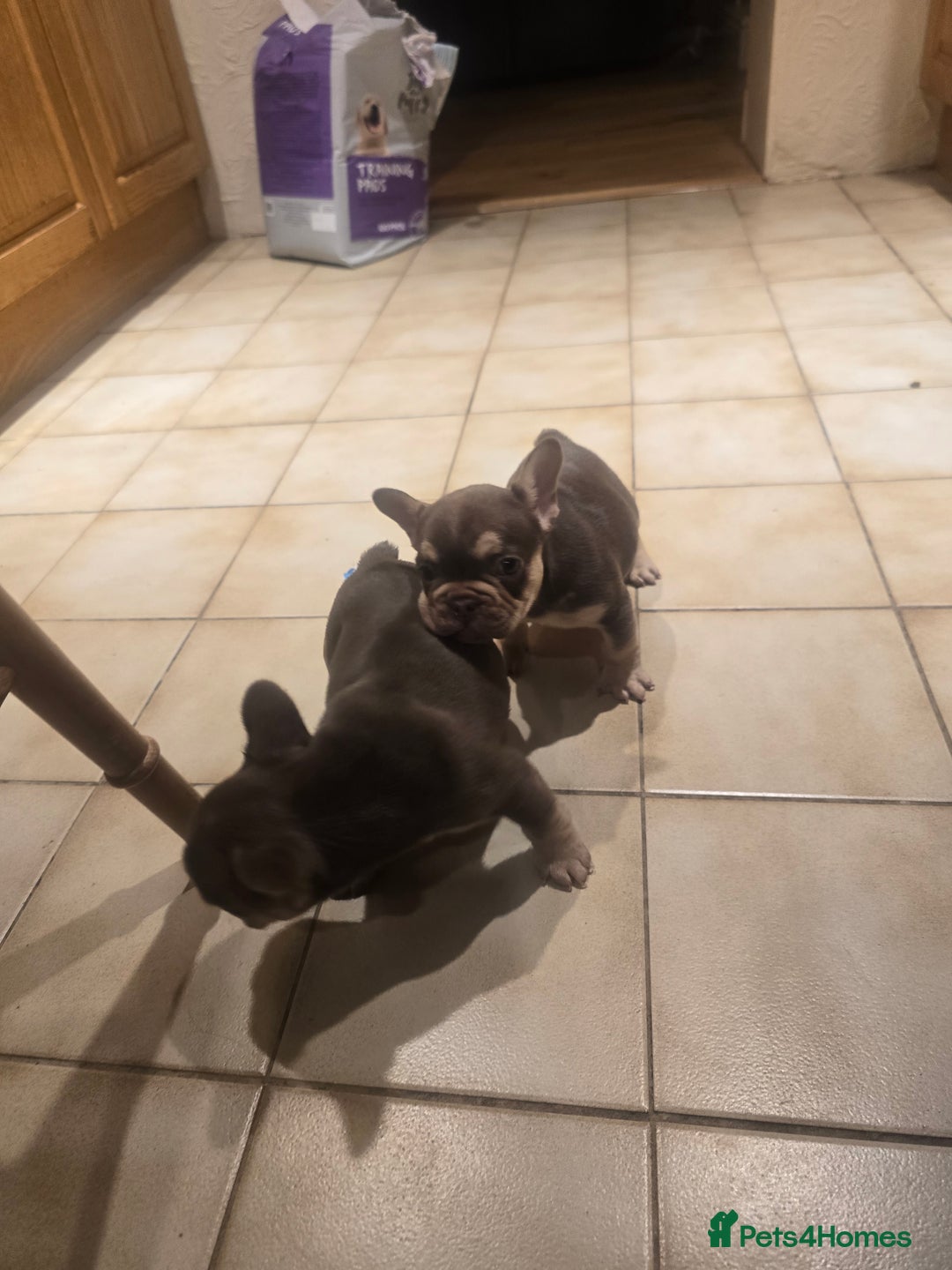 French Bulldog dogs for sale: 2 beautiful French bulldogs for sale - Advert 11