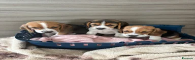 Beagle 4
