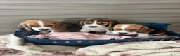 Beagle dogs for sale: Beagle puppy’s  in Doncaster - Advert 9
