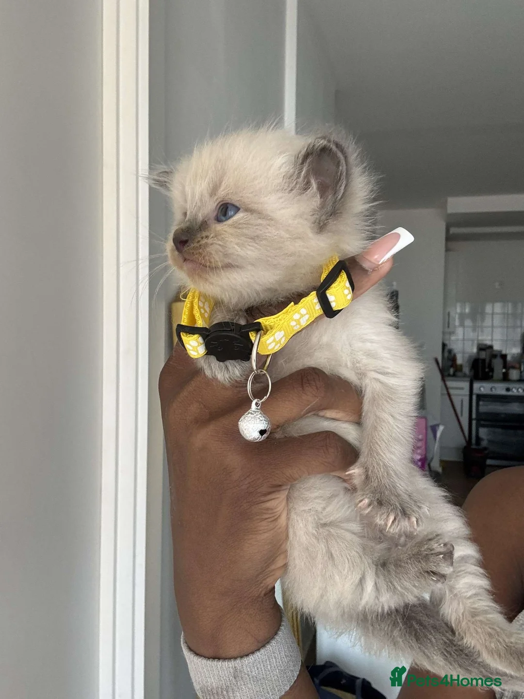 Ragdoll cats for sale: Chocolate & Lilac Ragdolls - Advert 2
