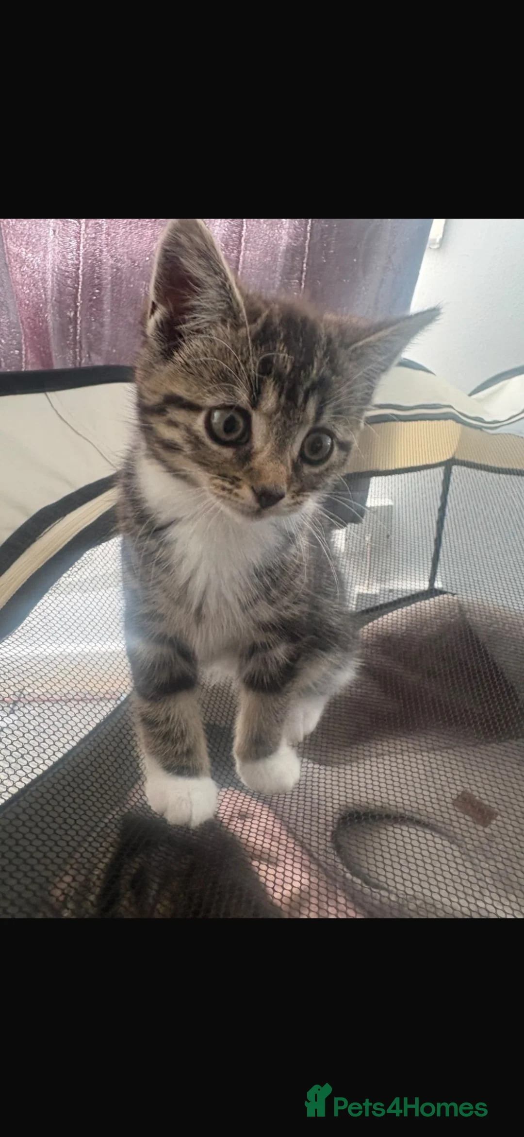 Mixed Breed cats for sale: Kittens for sale  in Edinburgh - Advert 7