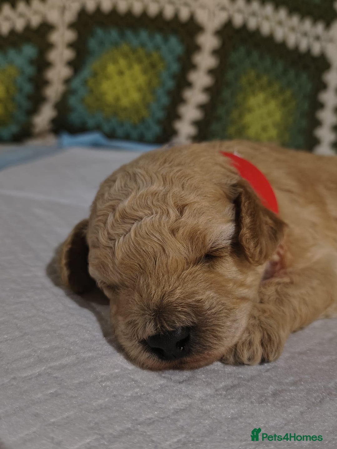 Mixed Breed dogs for sale: Toy poodle pups - Advert 3