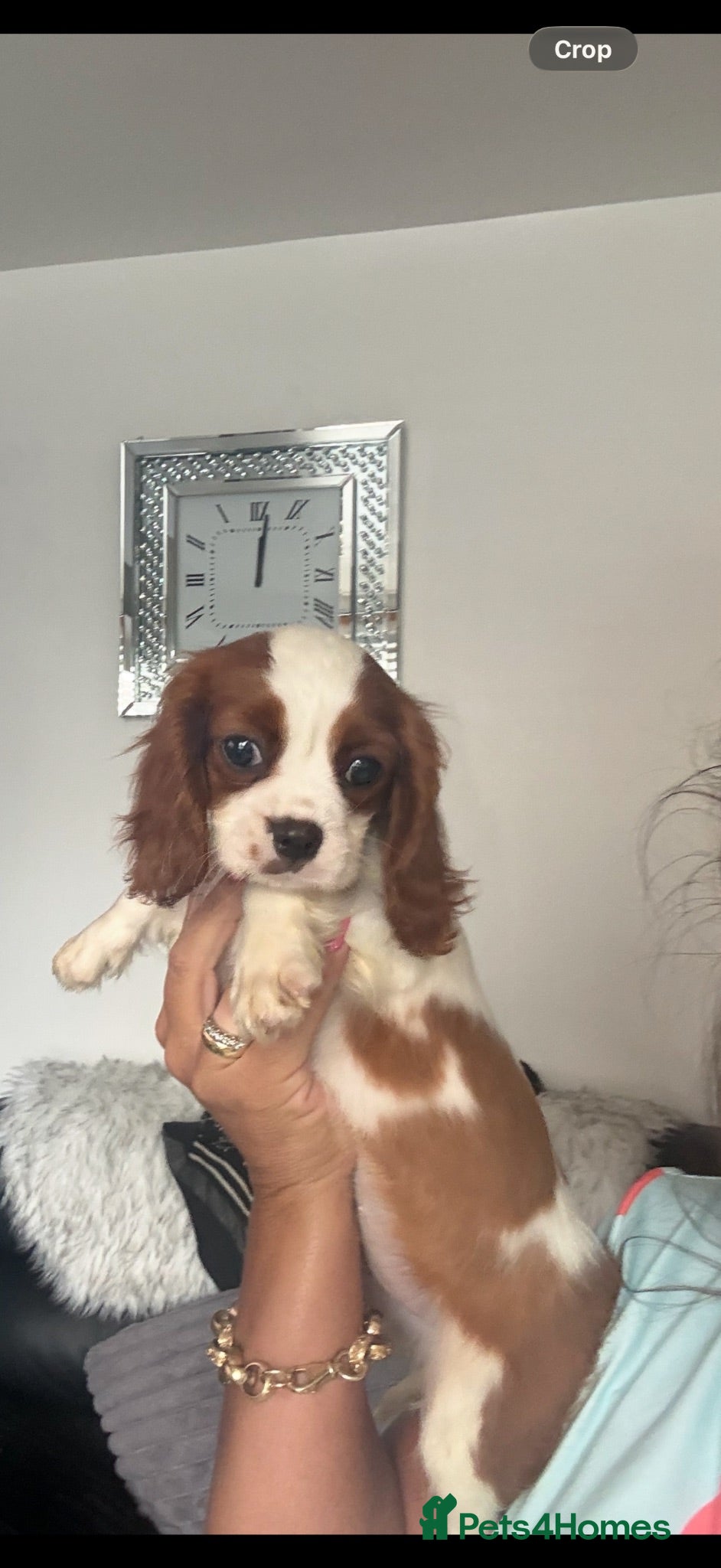 Cavalier King Charles Spaniel dogs kennel club fully vaccinated cavalier dna clear  - Advert 2