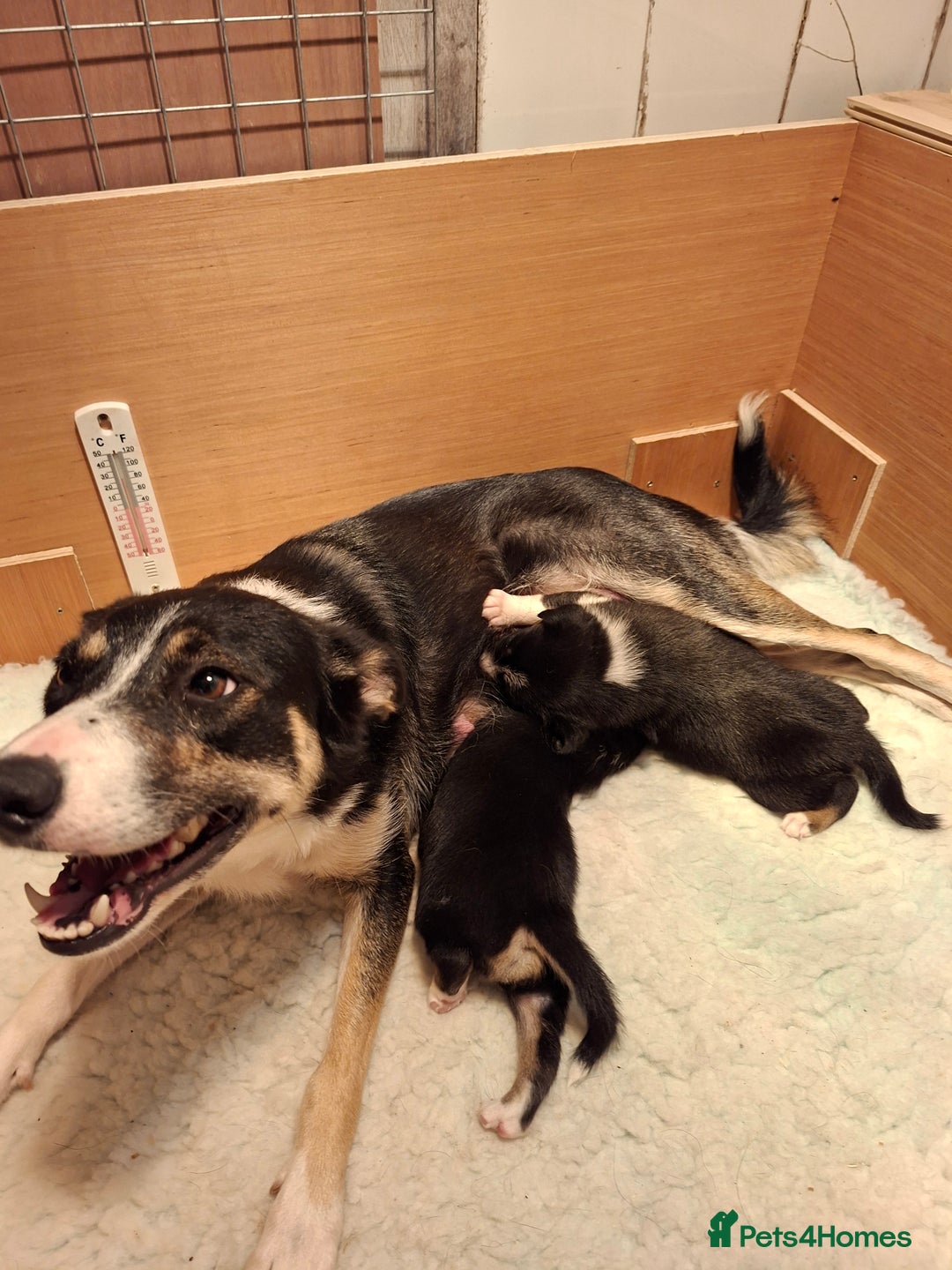 Border Collie dogs for sale: Border collies for sale - Image 7