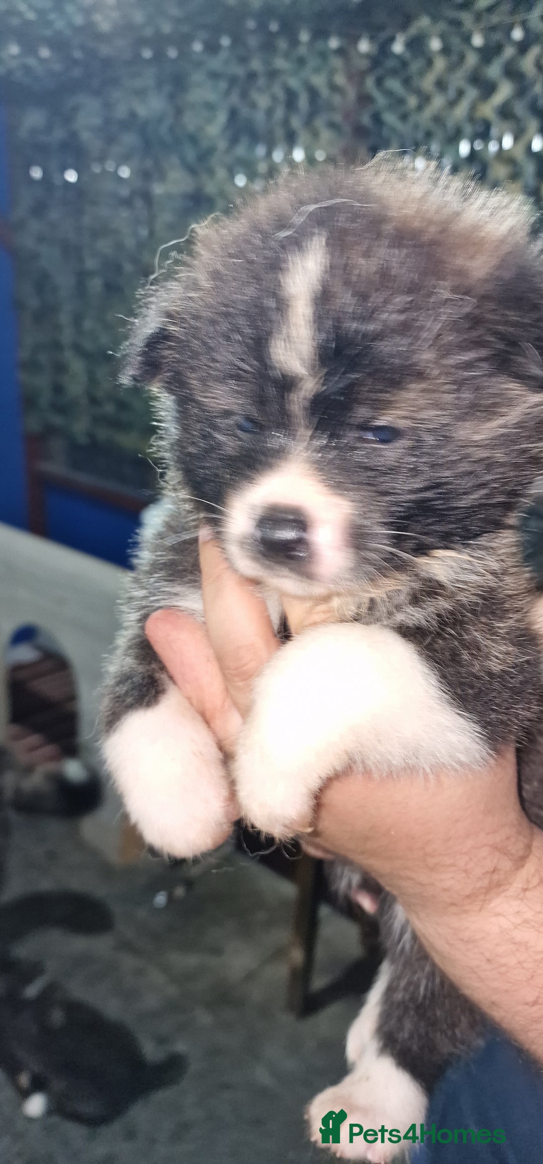 Akita dogs for sale: Akita Inu Japonese - Image 12
