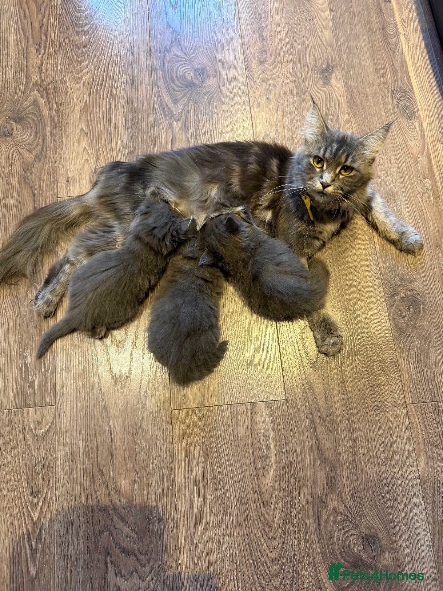 Mixed Breed cats Beautiful fluffy kittens  - Advert 1