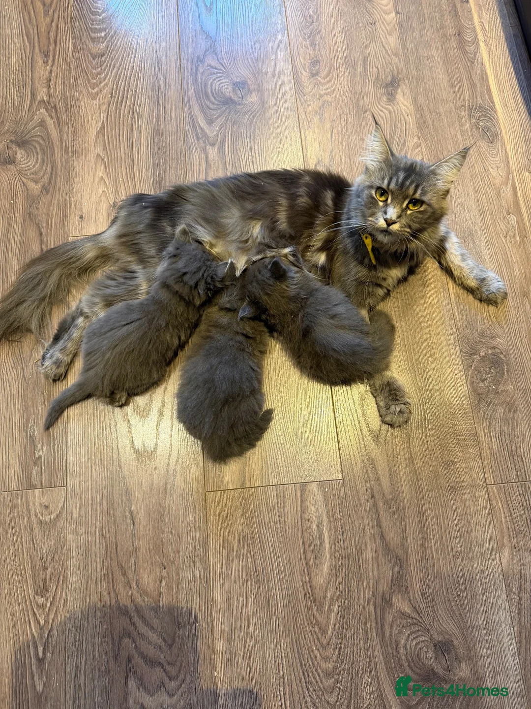 Mixed Breed cats for sale: Beautiful fluffy kittens  in Doncaster - Advert 1