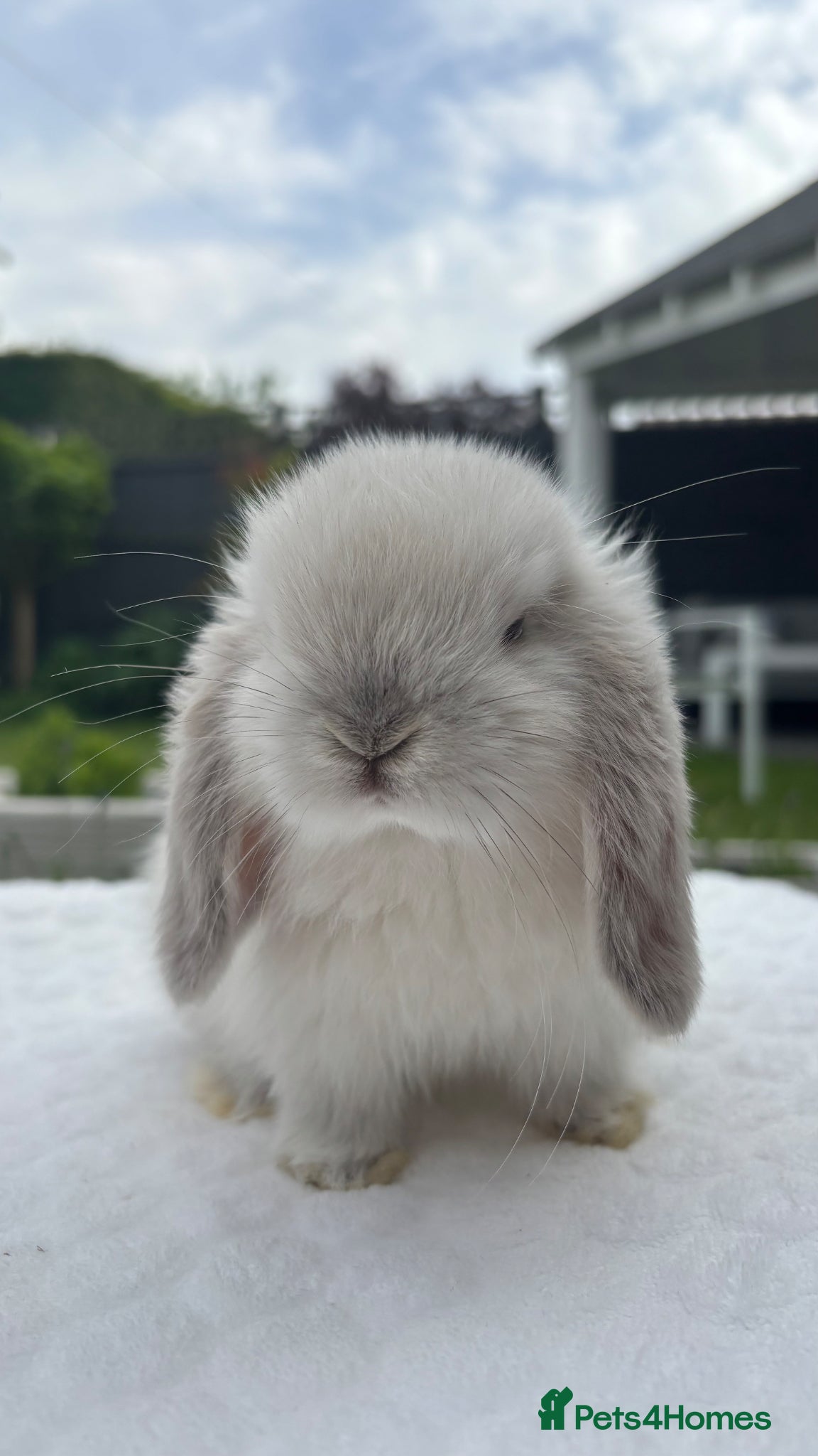 Mini Lop rabbits Gorgeous Pure Bred Mini Lop Baby Rabbits - Advert 1