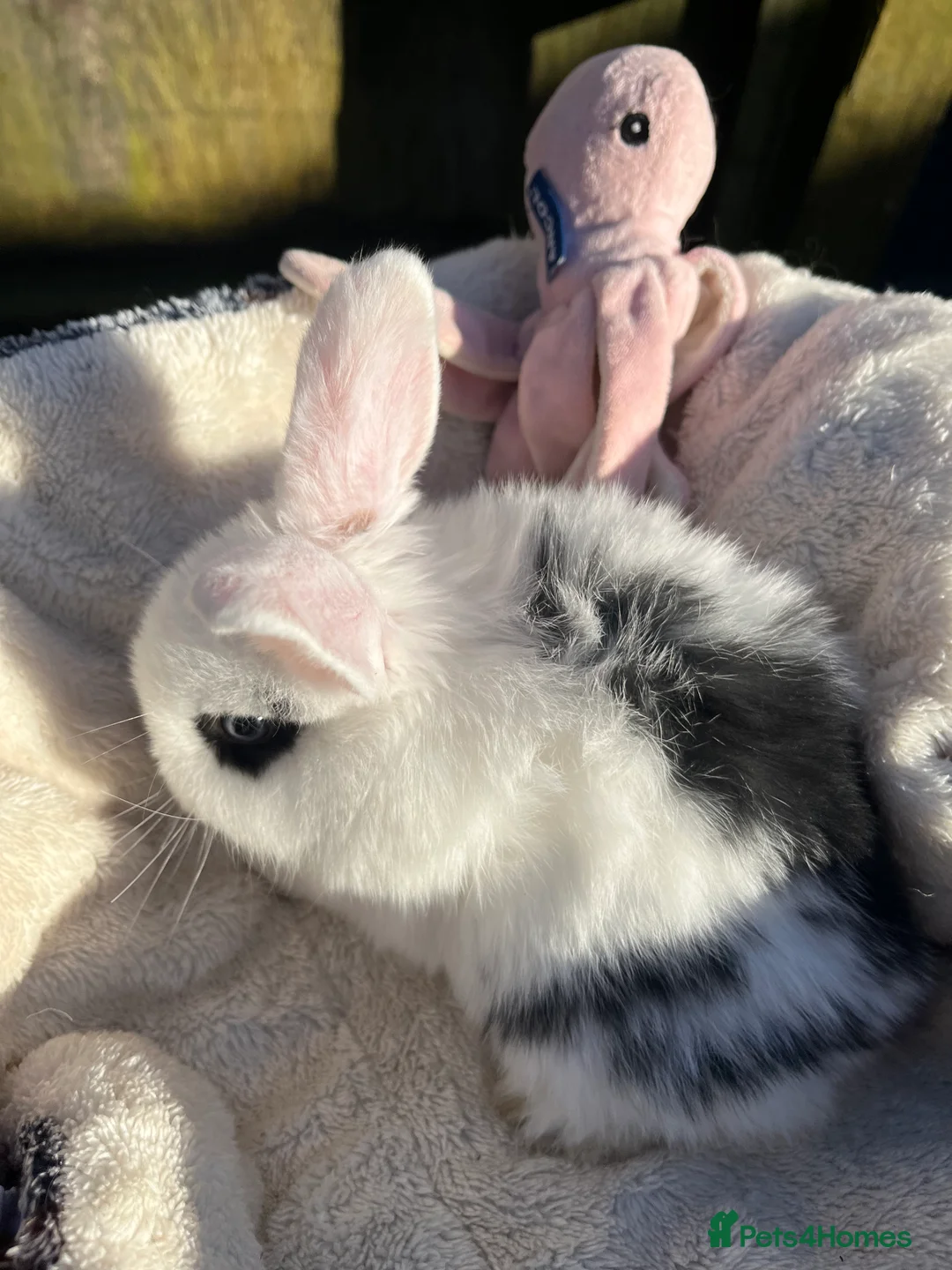 Mini Lop rabbits for sale: Gorgeous mini lops  - Advert 15