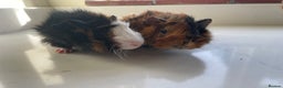 Guinea Pig rodents for sale: Beautiful baby Abyssinian Guinea Pigs - Advert 7