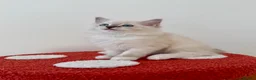 Ragdoll cats for sale: ✨ Exceptional Ragdoll Kittens Ready to leave ✨ - Advert 3