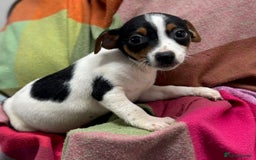 Jack Russell dogs for sale: 9 weeks old Jack Russel puppy's  - Image 13