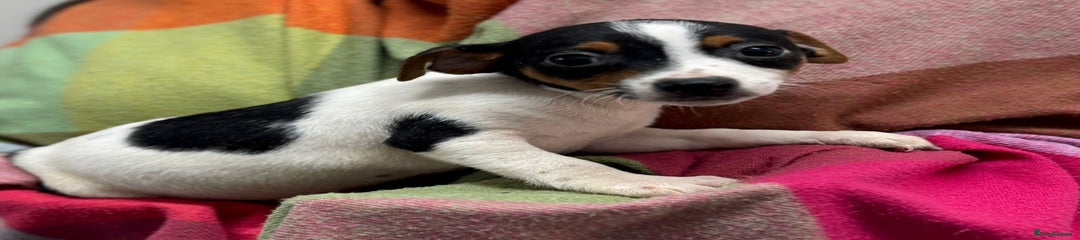 Jack Russell Puppy 5