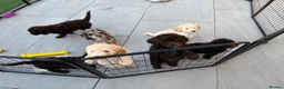 Labradoodle dogs for sale: Beautiful labradoodle puppies! - Advert 3