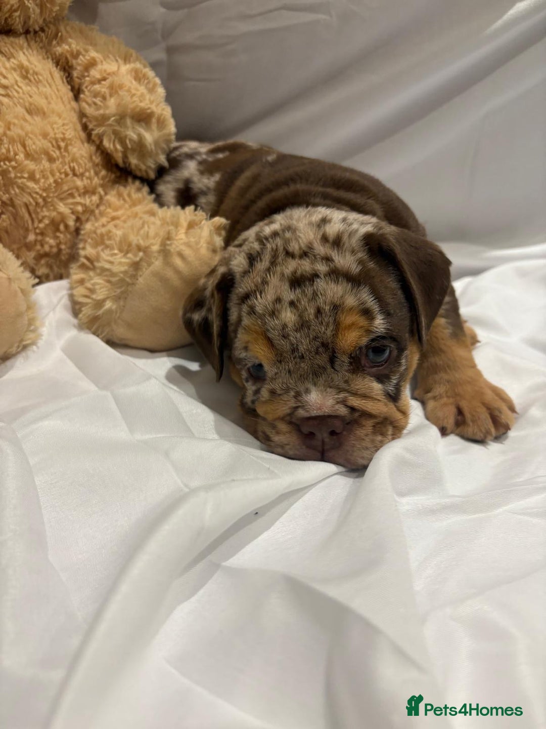 English Bulldog dogs for sale: English bull dog  - Image 1
