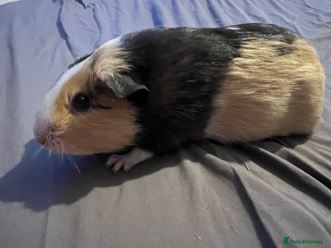 Guinea Pig rodents for sale: Female guinea pigs  - Advert 9
