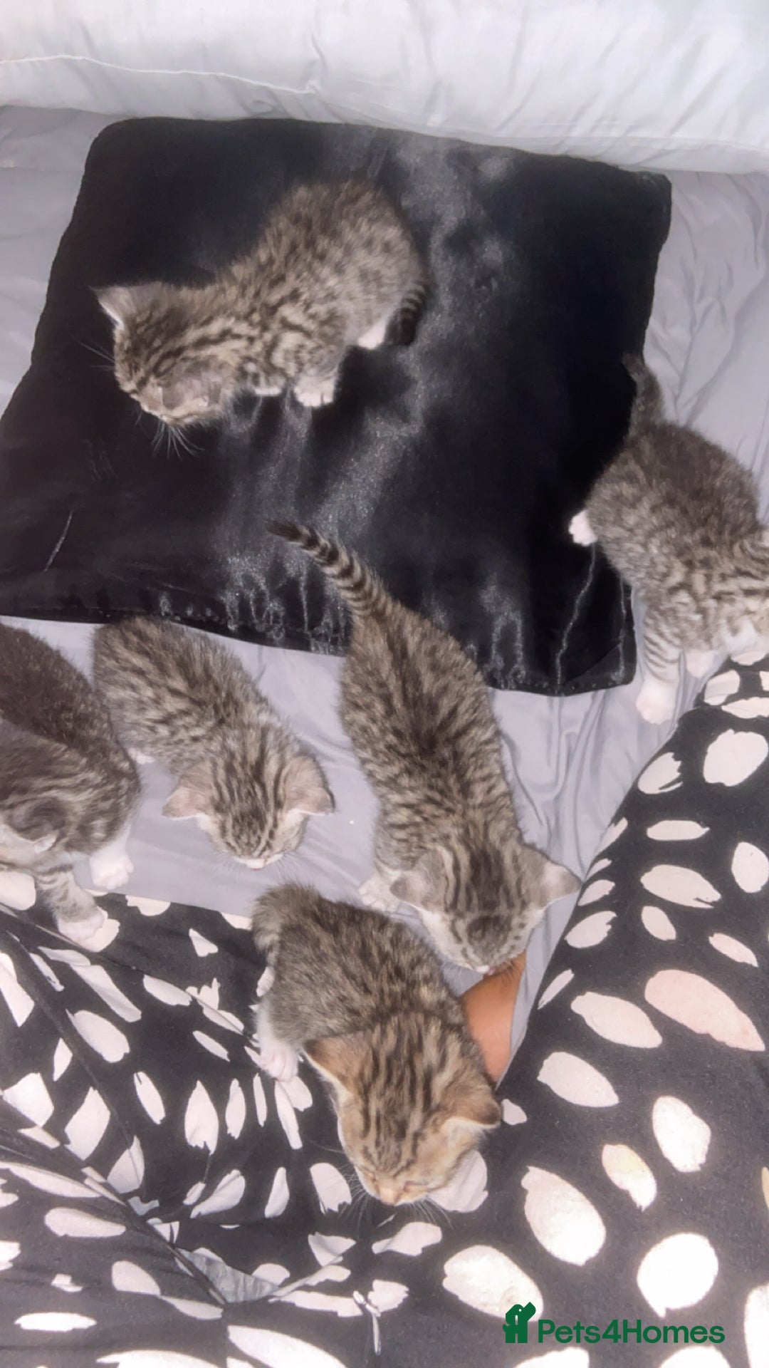 Mixed Breed cats for sale: 6 x stunning British shorthair kittens ❤️ - Image 11