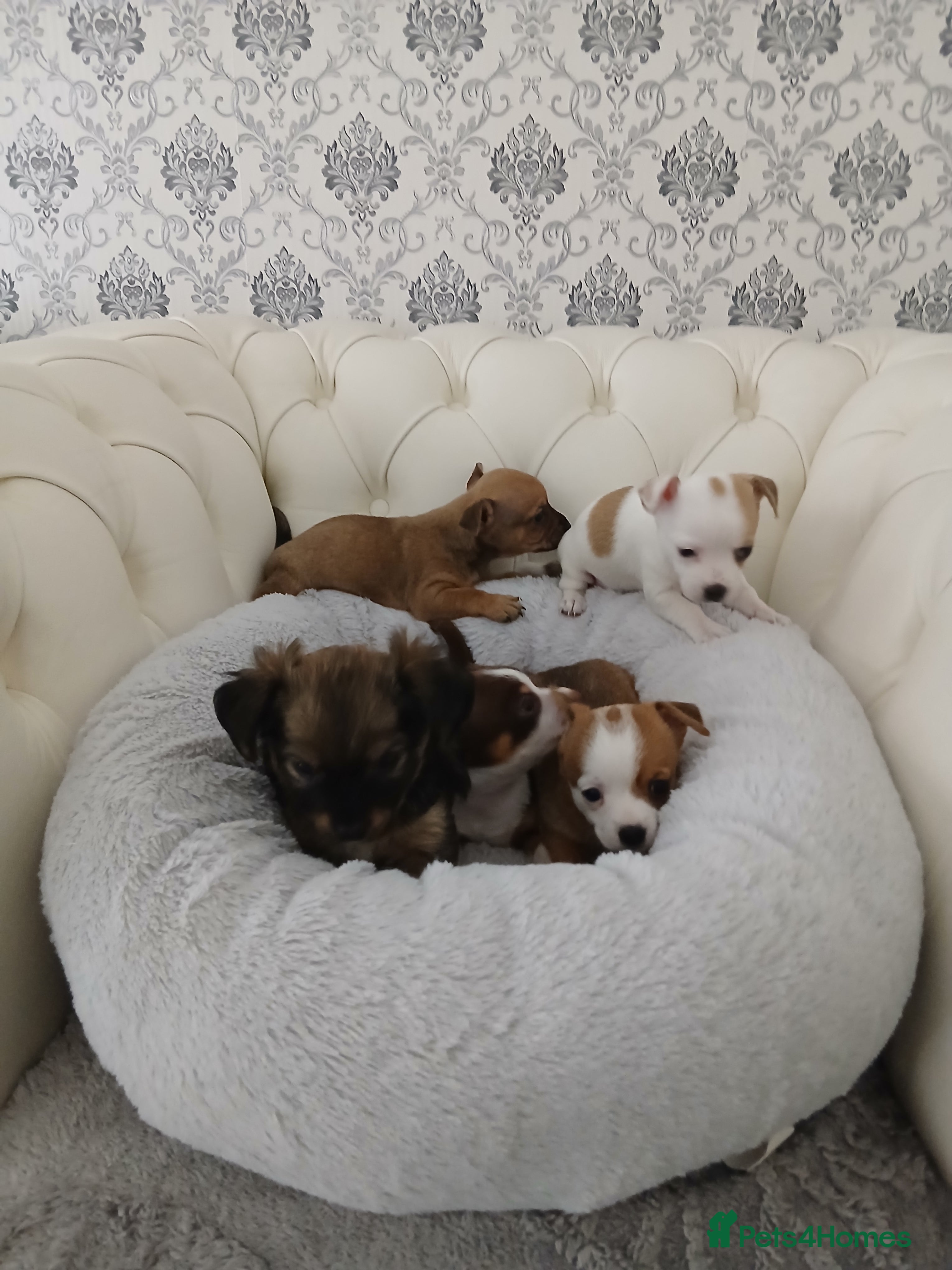 Chihuahua dogs Ready now Stunning tiny chihuahua pups  - Advert 4