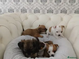 Chihuahua dogs Ready now Stunning tiny chihuahua pups - Advert 4